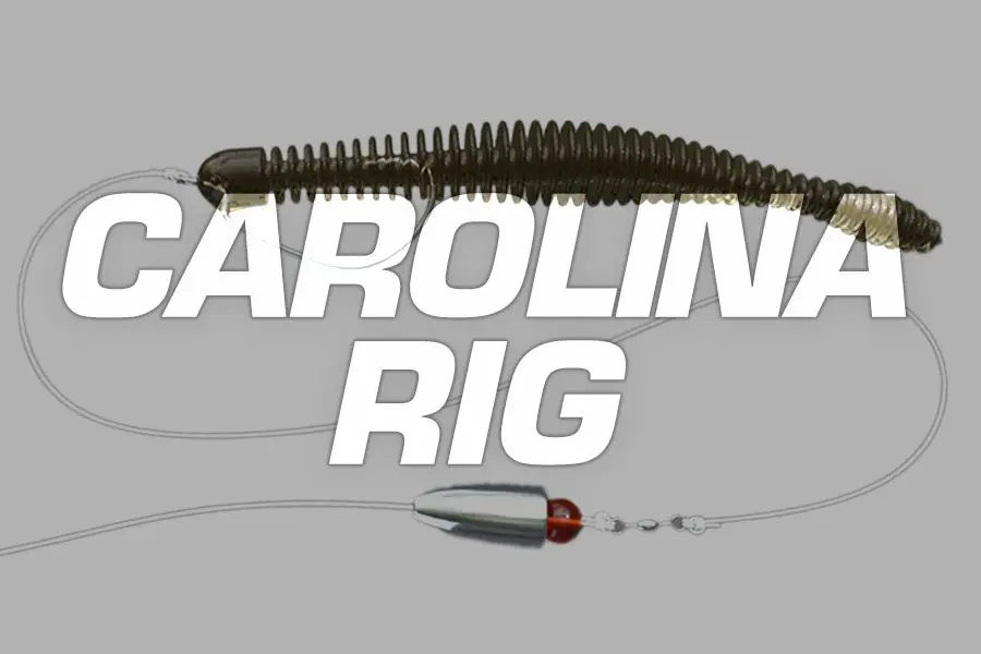 carolina