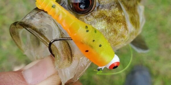 Crappie & Panfish